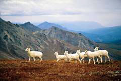 sheep
