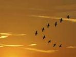 Canada geese