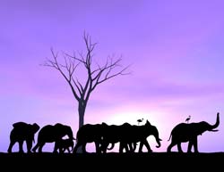 elephants