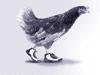 walking chicken